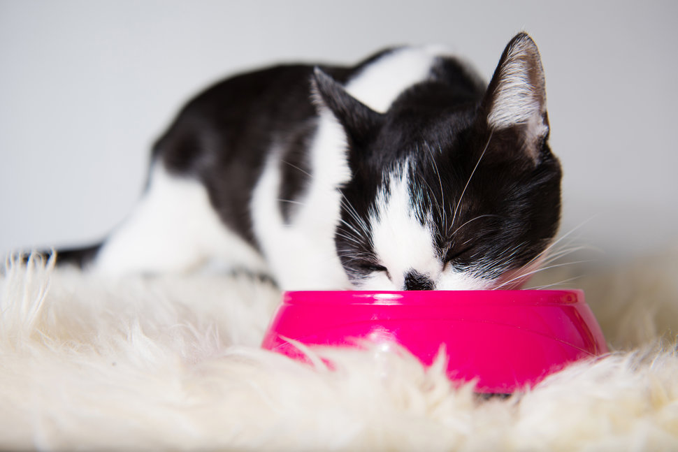 black and white kitten eating from a pink bowl while laying down on a white fur mat